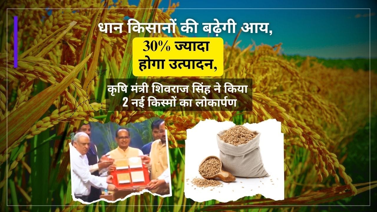 धान की 2 नई किस्मों का उद्घाटन