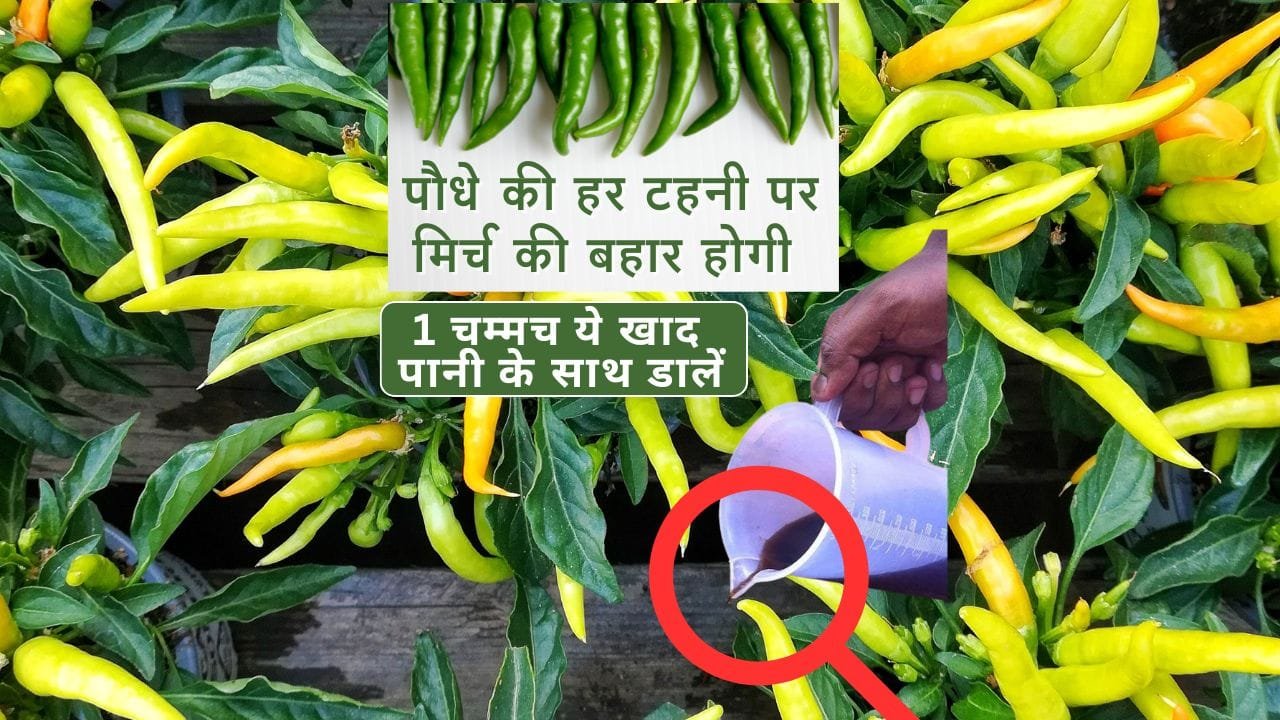 मिर्च के लिए खाद