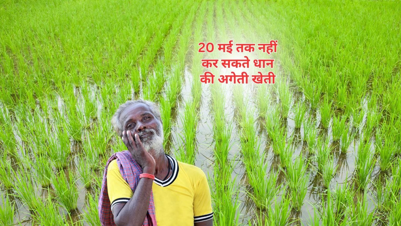 20 मई तक नहीं कर सकते धान की अगेती खेती
