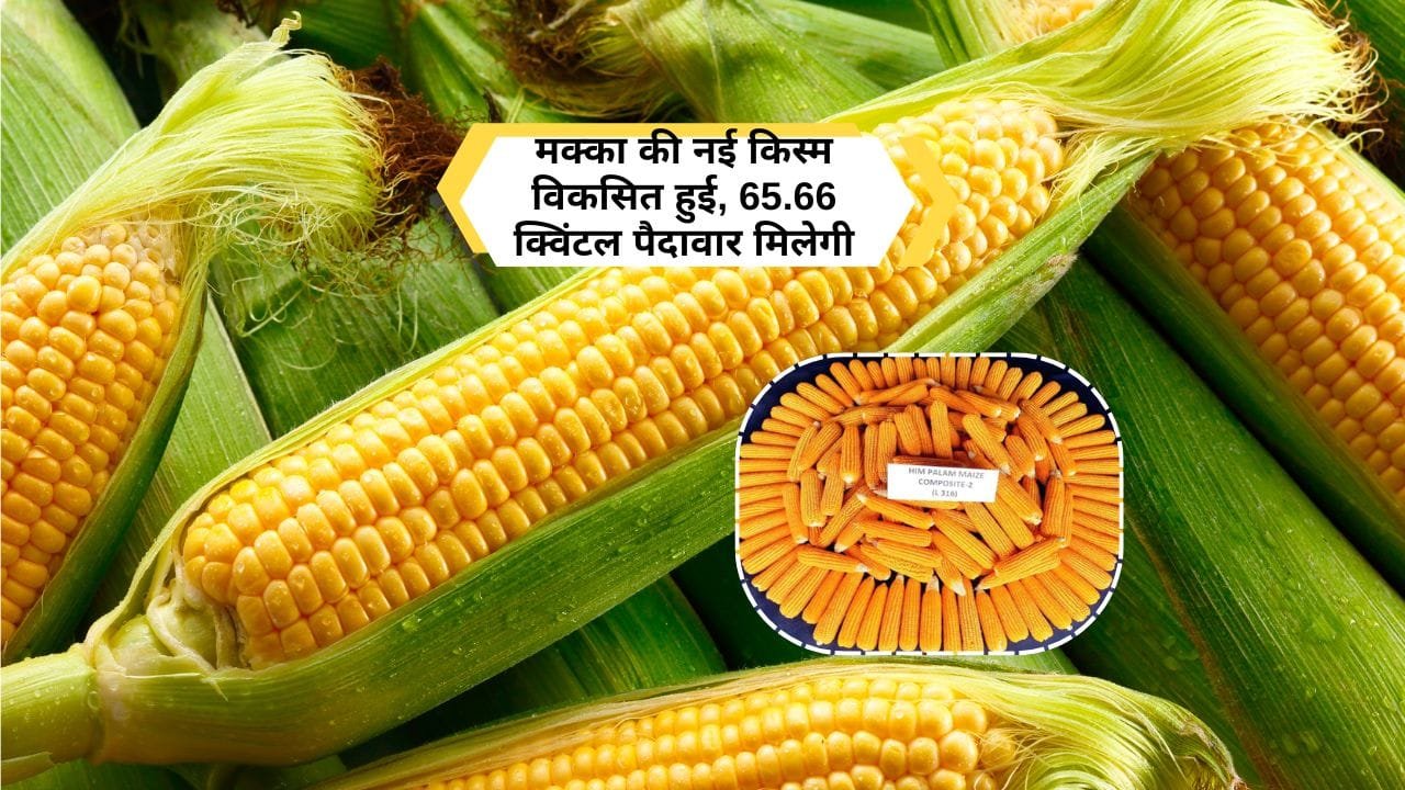 हिम पाम कॉर्न कम्पोजिट 2