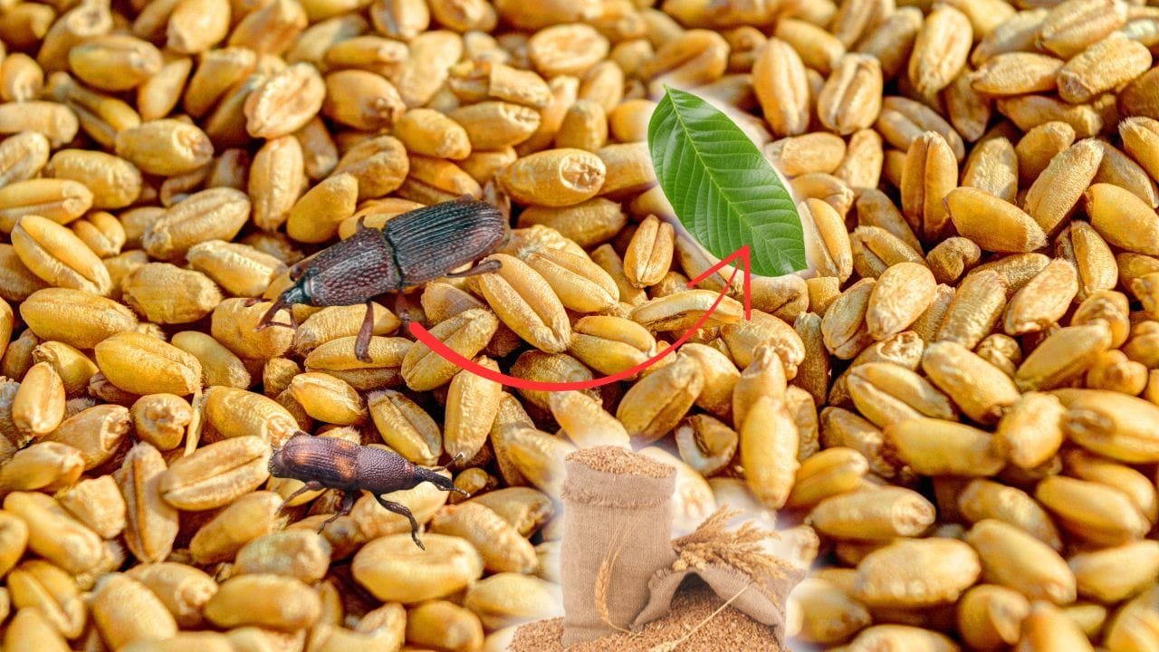 गेहूं स्टोर करने का जुगाड़