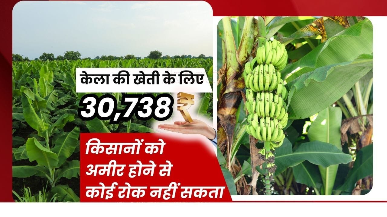 केले की खेती पर सब्सिडी