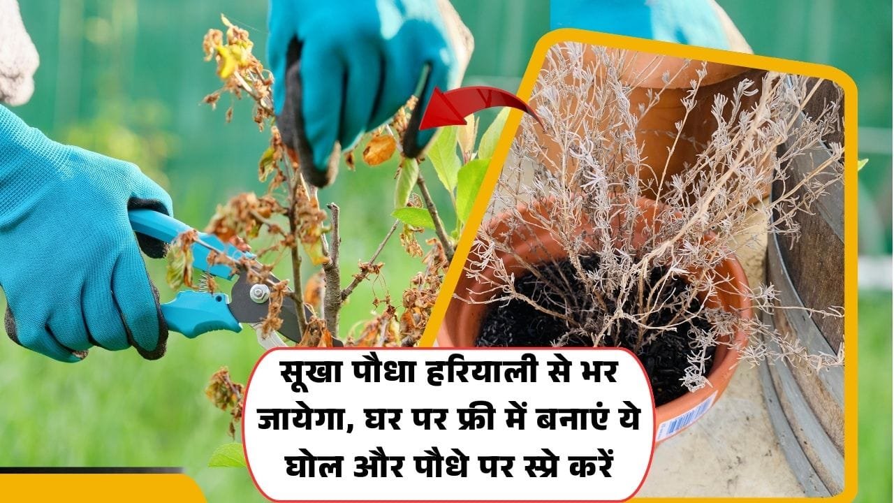 सूखते पौधे को कैसे बचाएं