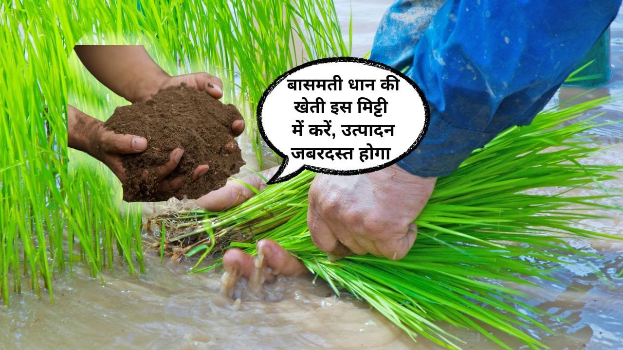 बासमती धान की खेती किस मिट्टी में करनी चाहिए?