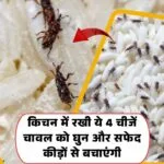 ये 4 चीजें चावल में कीड़े नहीं लगने देंगी