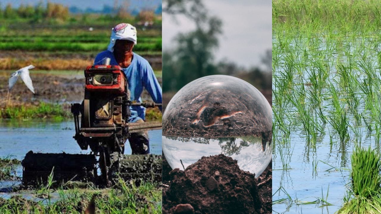 paddy cultivation