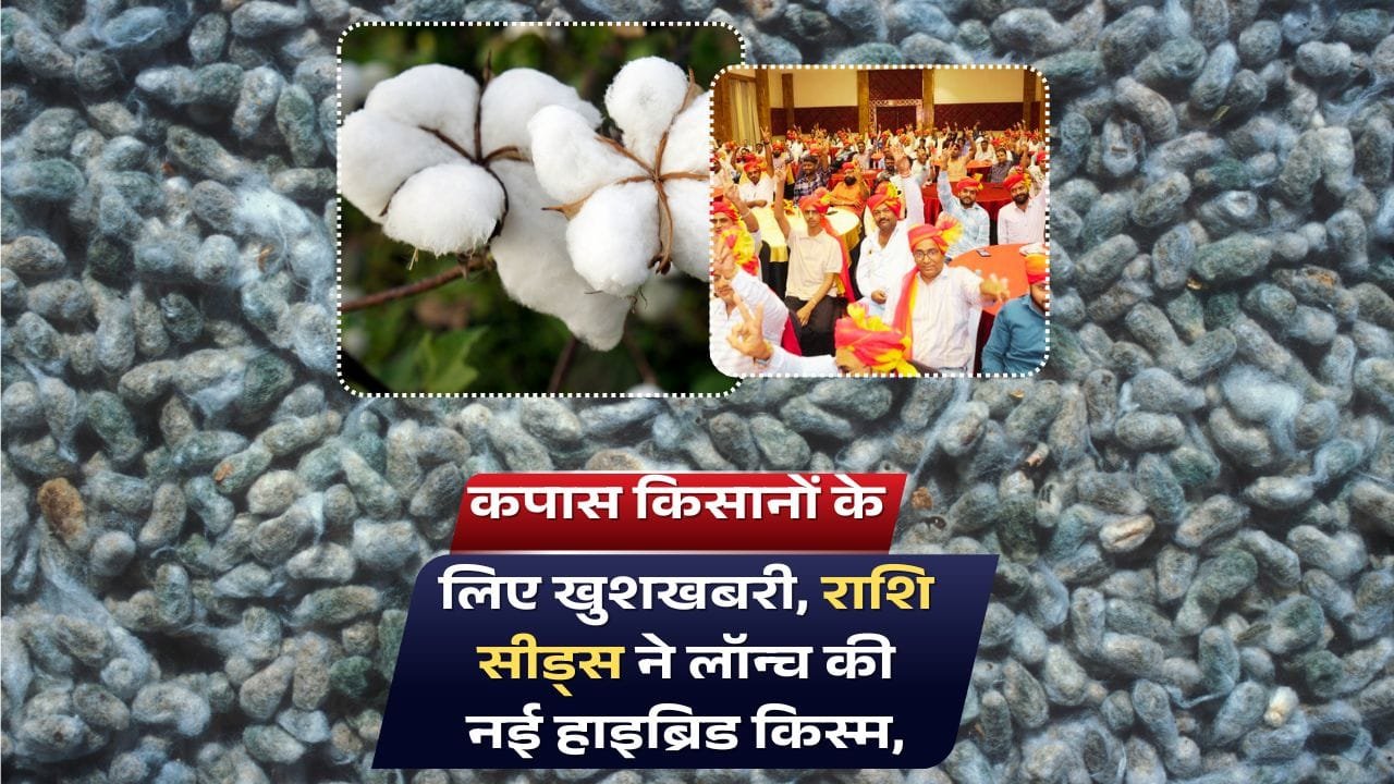 राशि सीड्स प्रा. लि.