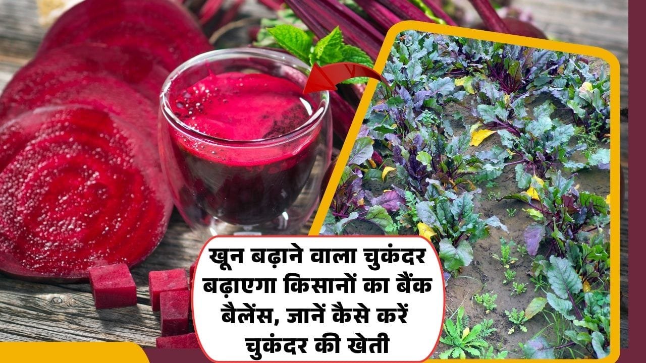 चुकंदर की खेती कब करें? 