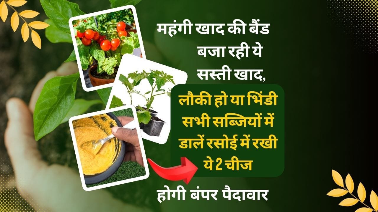 सभी सब्जियों के लिए खाद