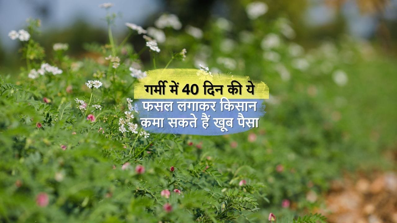 गर्मी में कम अवधि वाली फसल से लाभ