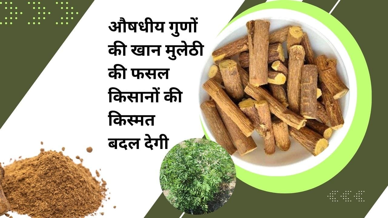 कहां-कहां उपयोग होती है मुलेठी? 