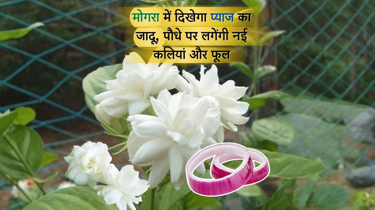 मोगरा में डालें ये खाद का मिश्रण