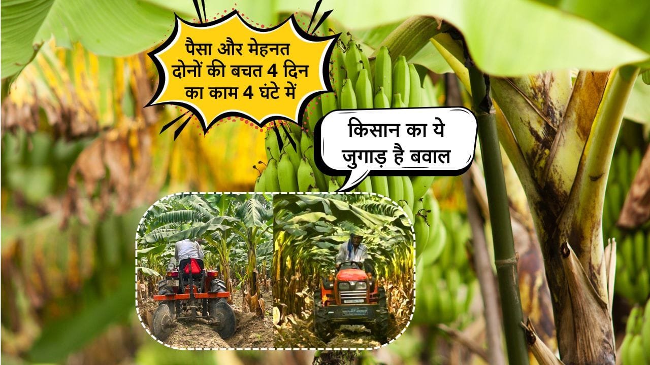 केले के पौधे पर मिट्टी चढ़ाने का किसान का जुगाड़