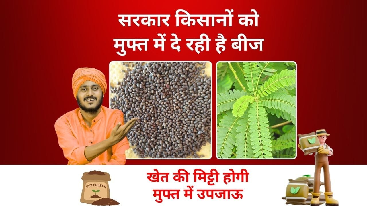 ढैंचा की फसल