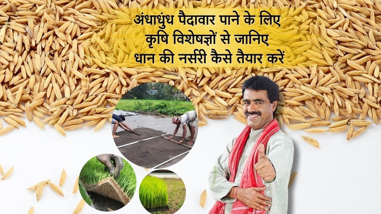 कृषि विशेषज्ञों से जानिए धान की नर्सरी कैसे तैयार करें