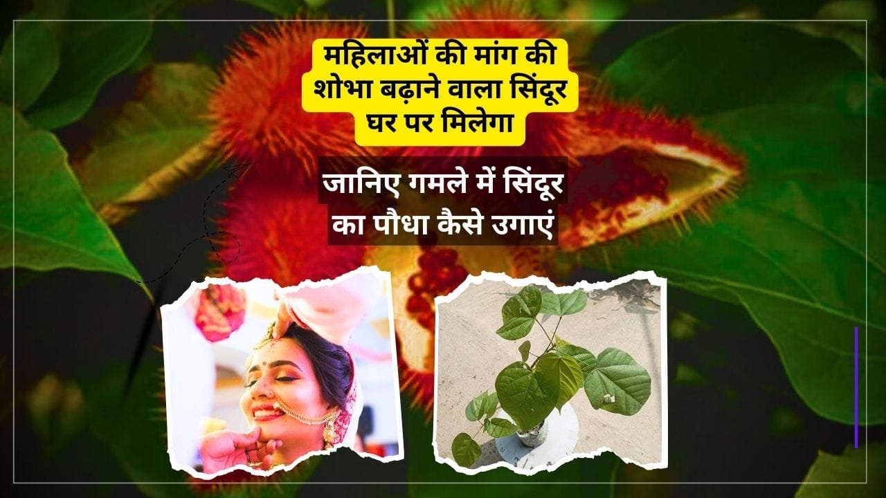 गमले में सिंदूर कैसे उगाएं
