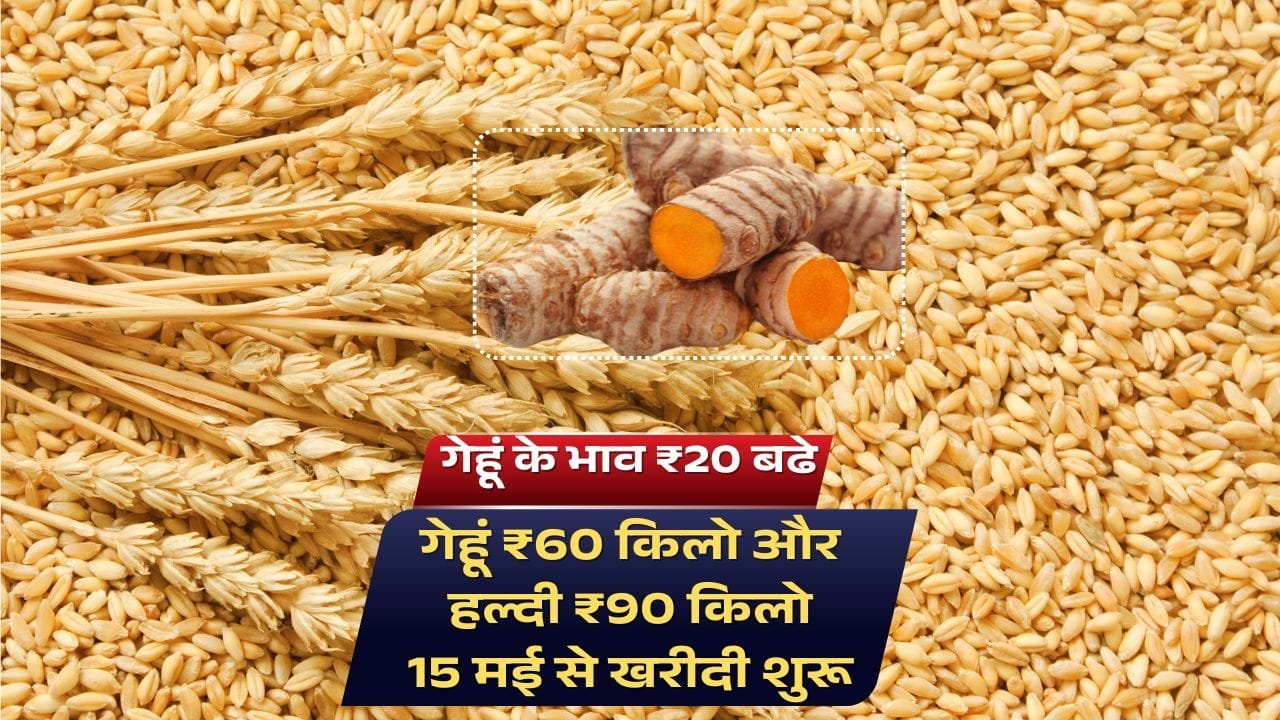 हिमाचल प्रदेश में प्राकृतिक खेती करने वाले गेहूं और हल्दी के किसानों को 60 और 90 रुपये प्रति किलो के भाव