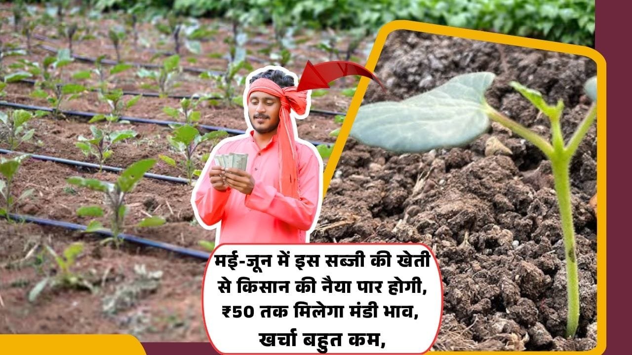 बरसाती भिंडी की अगेती खेती