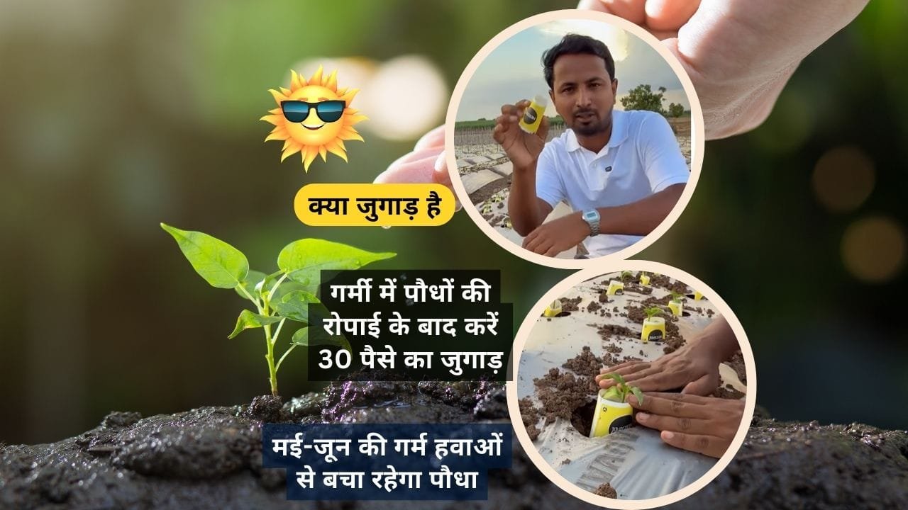 मल्चिंग से निकलने वाली गर्म हवा से पौधे सुरक्षित रहेंगे