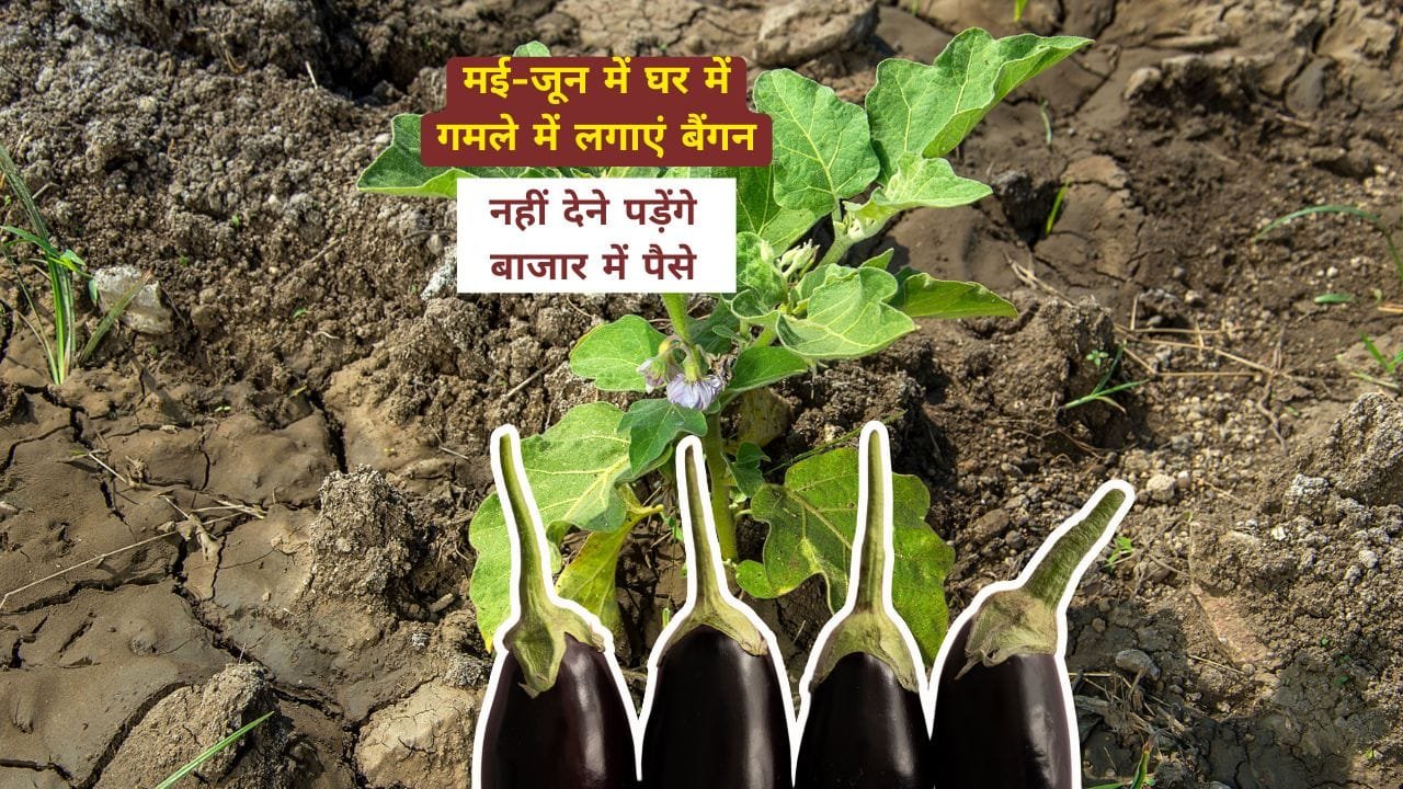 बैंगन कैसे लगाएं