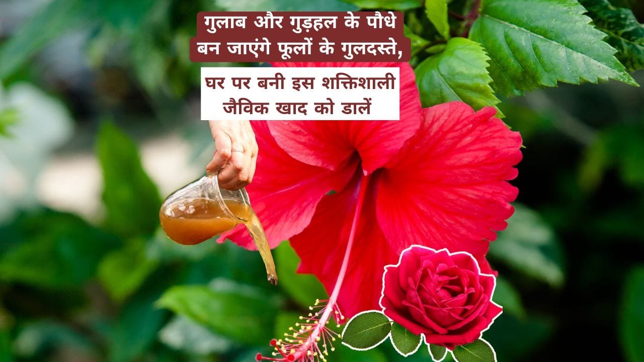 गुलाब और गुड़हल के लिए खाद