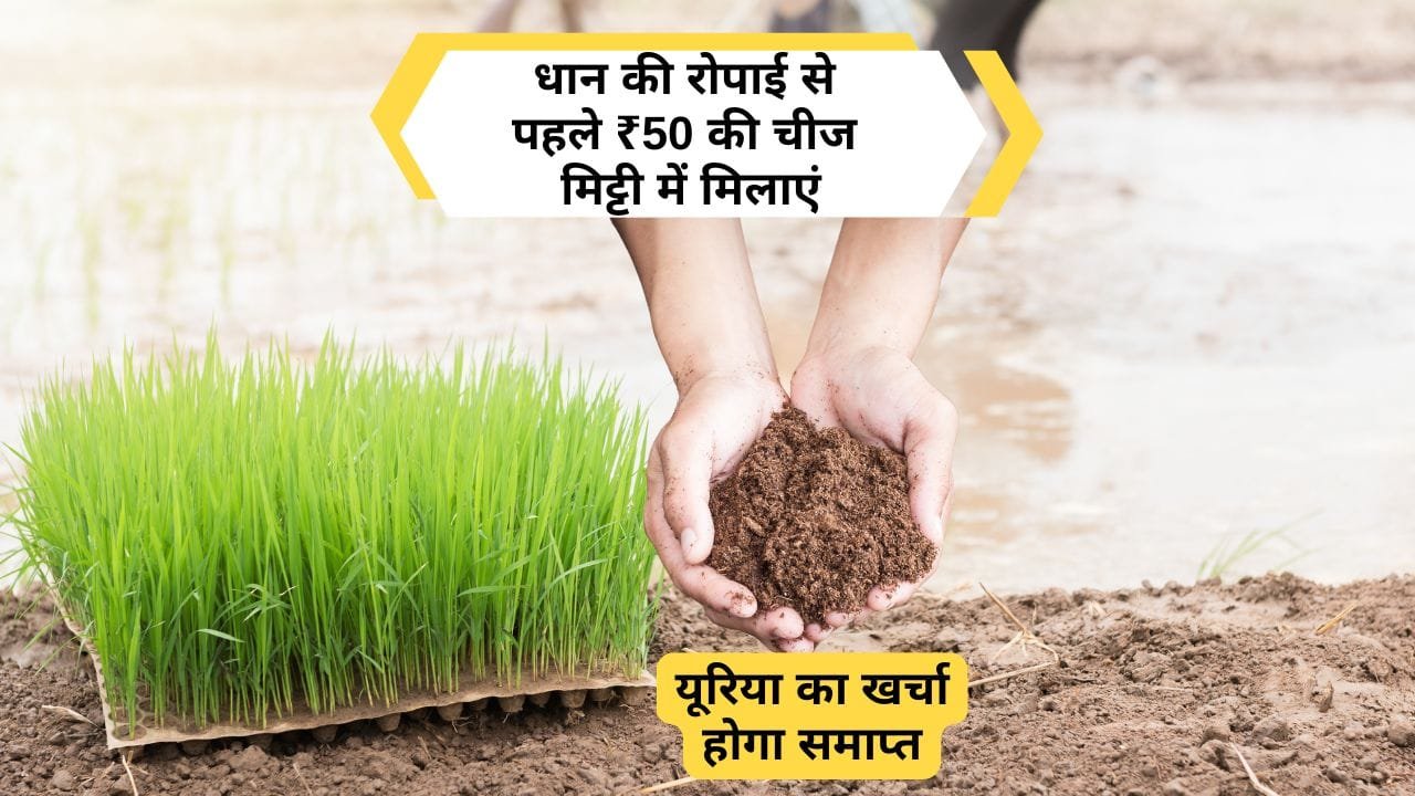 एजोटोबैक्टर