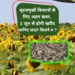 हरियाणा में सूरजमुखी की खरीद