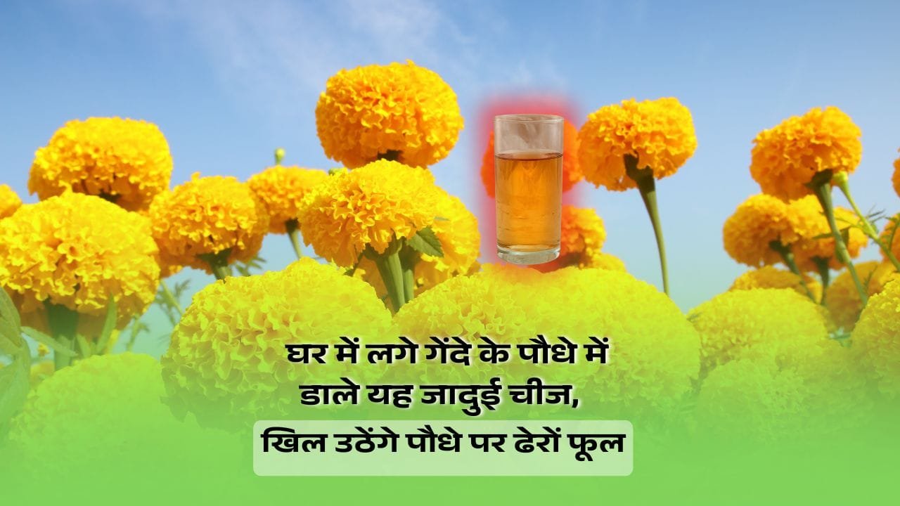 गेंदे के पौधे के लिए दाल का पानी