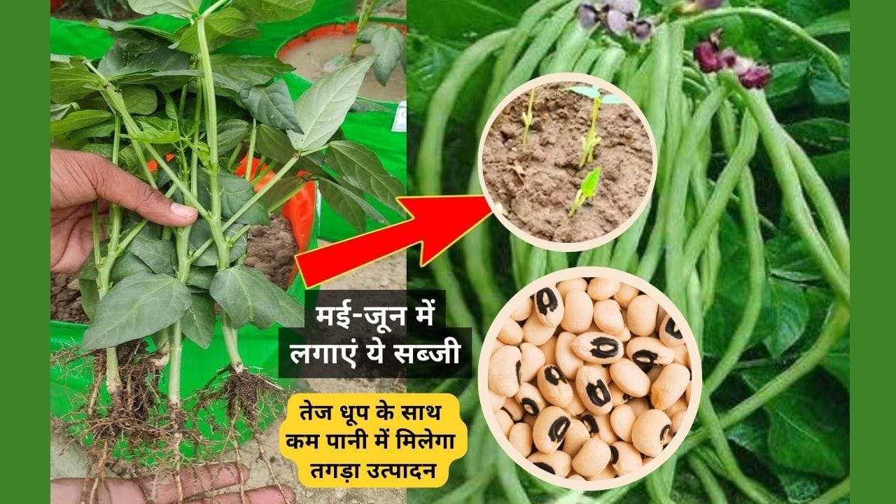 गर्मियों में लगाने के लिए सही सब्जी