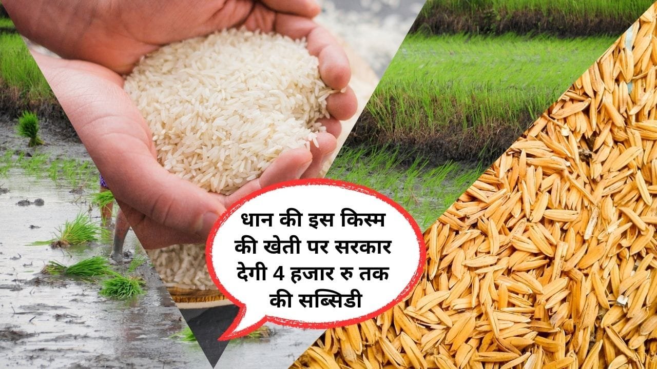 बिहार राज्य सरकार की ओर से धान की मर्चा किस्म के लिए सब्सिडी