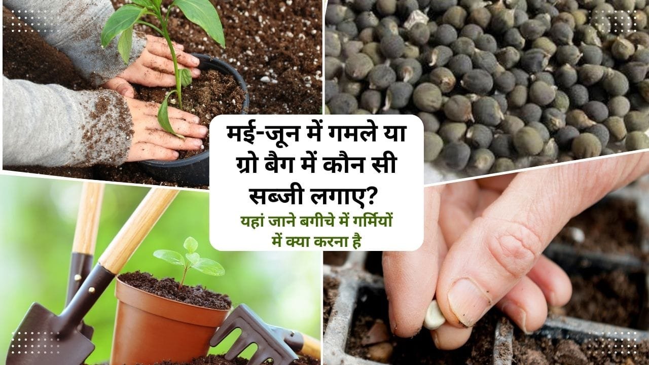 मई-जून में कौन सी सब्जी लगानी चाहिए