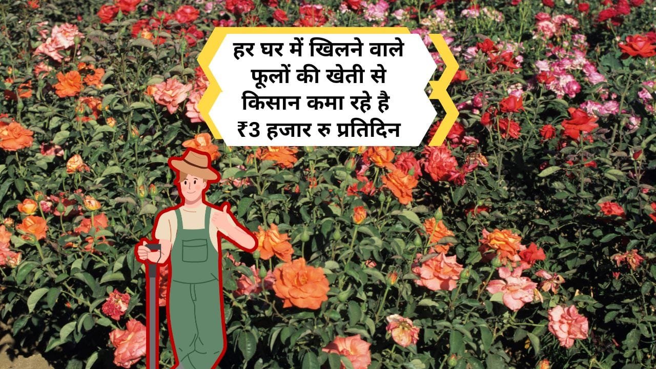 गुलाब की खेती