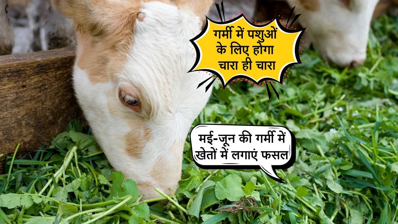 गर्मियों के मौसम में पशुओं के लिए हरे चारे के लिए किसानों को इस घास को उगाना पड़ता है