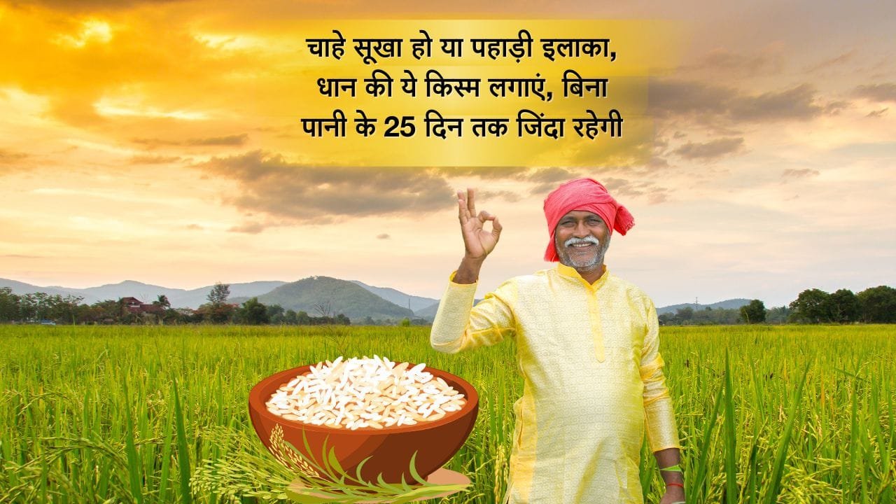 धान की सूखा प्रतिरोधी किस्म