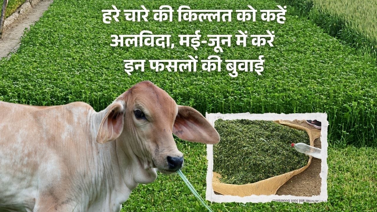 पशुओं के लिए हरा चारा