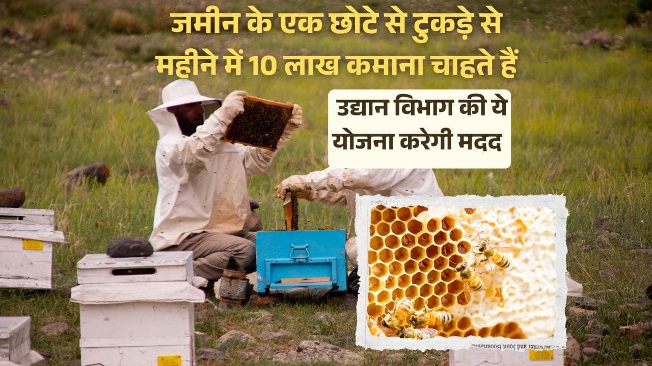 मधुमक्खी बक्सों की यूनिट लगाने पर 40 से 50% तक सब्सिडी