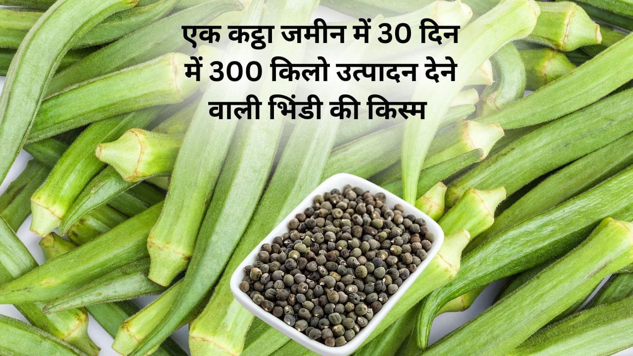 भिंडी की अधिक उपज देने वाली वैरायटी