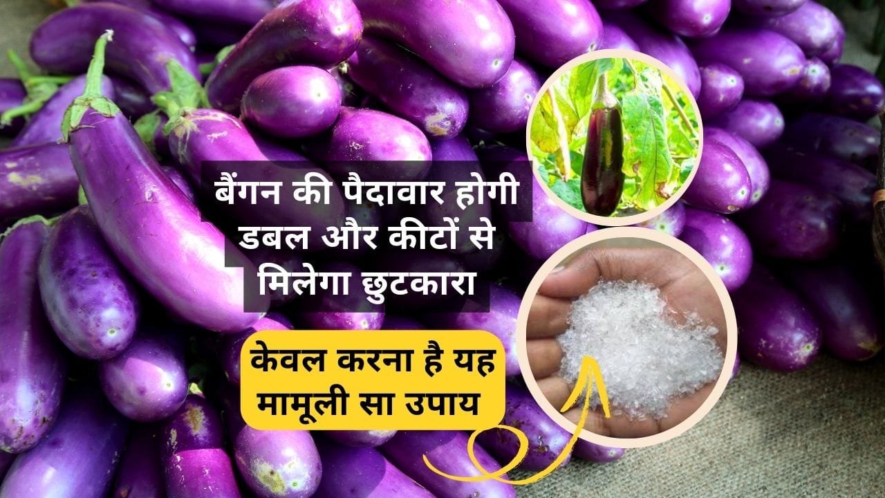 बैगन की पैदावार बढ़ाने के लिए उपाय