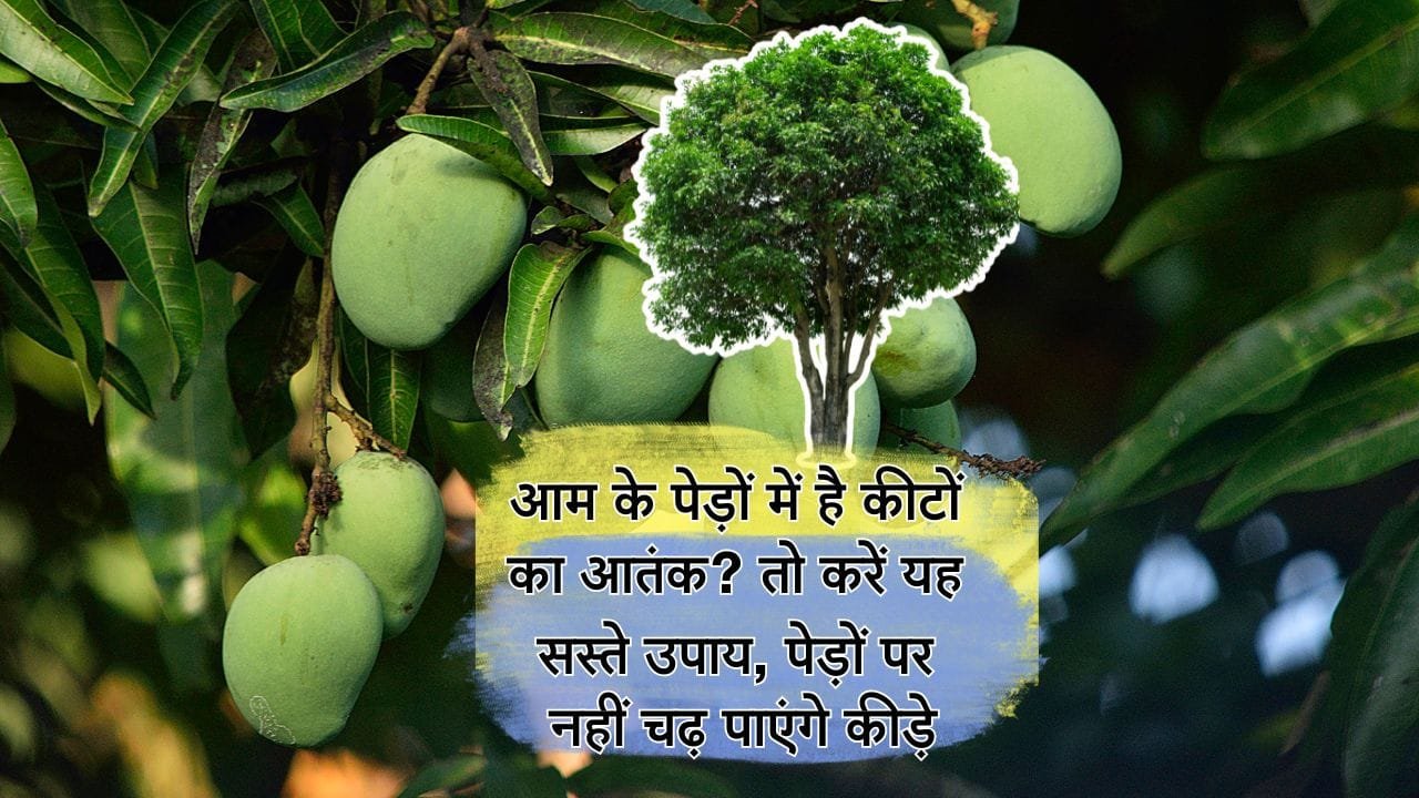 आम के पेड़ में कीड़ों को चढ़ने से कैसे रोकें