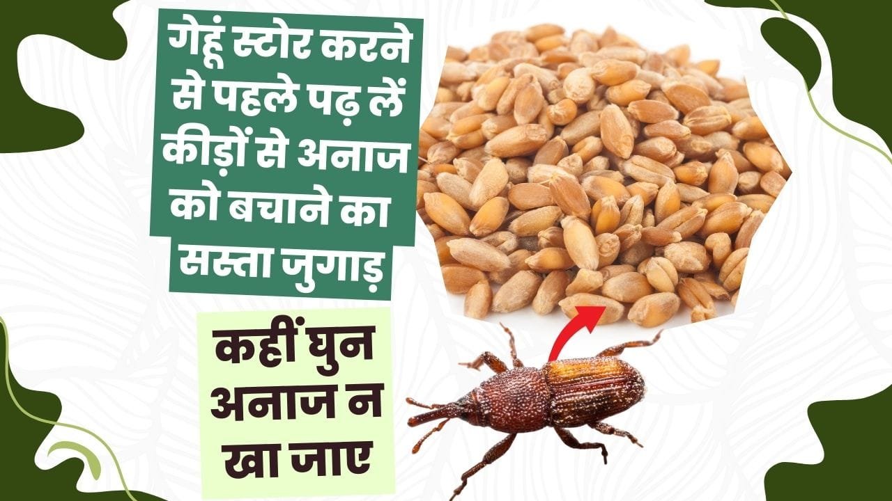 गेहूं को घुन और कीड़ों से कैसे बचाएं