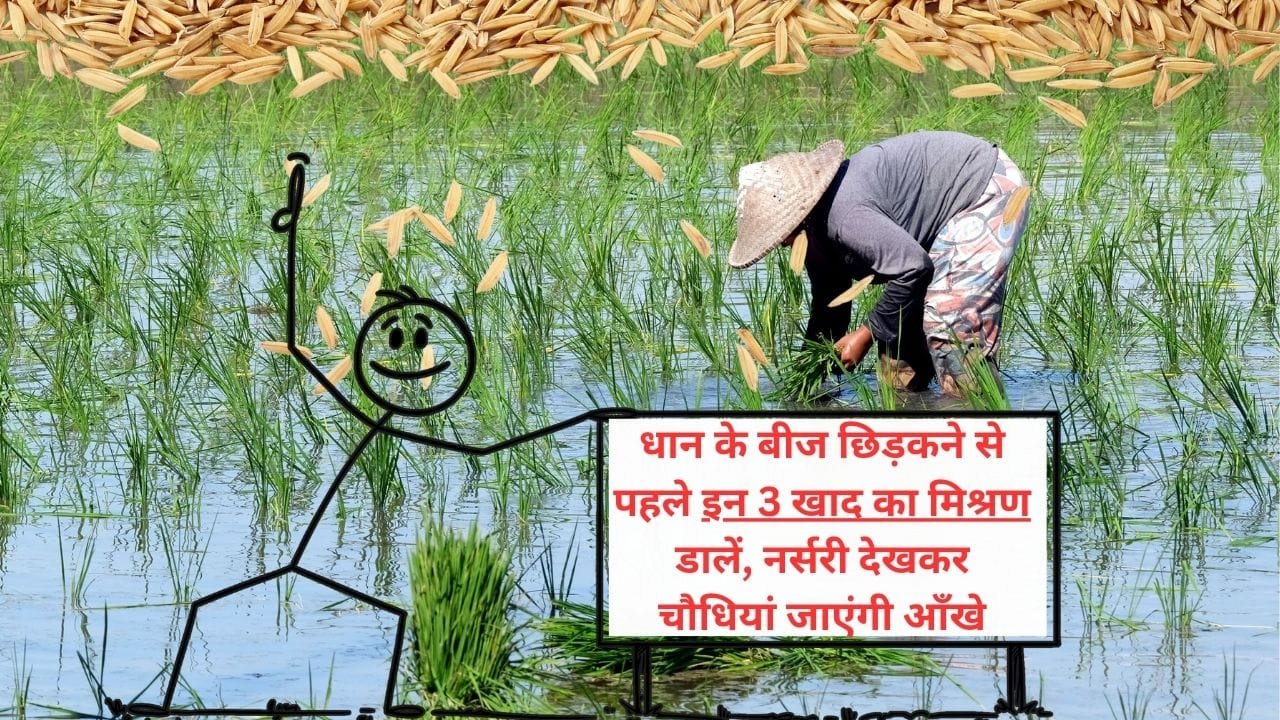धान बोने से पहले ये खाद डालें