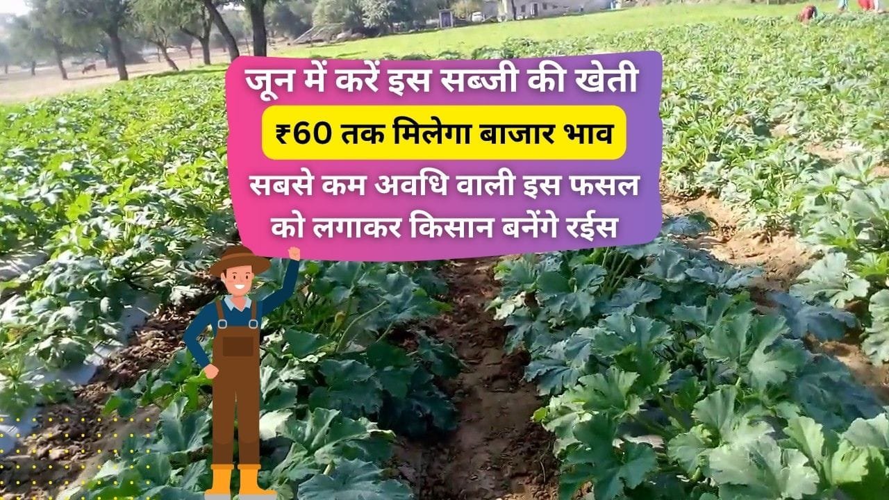 जून में करें इस सब्जी की खेती
