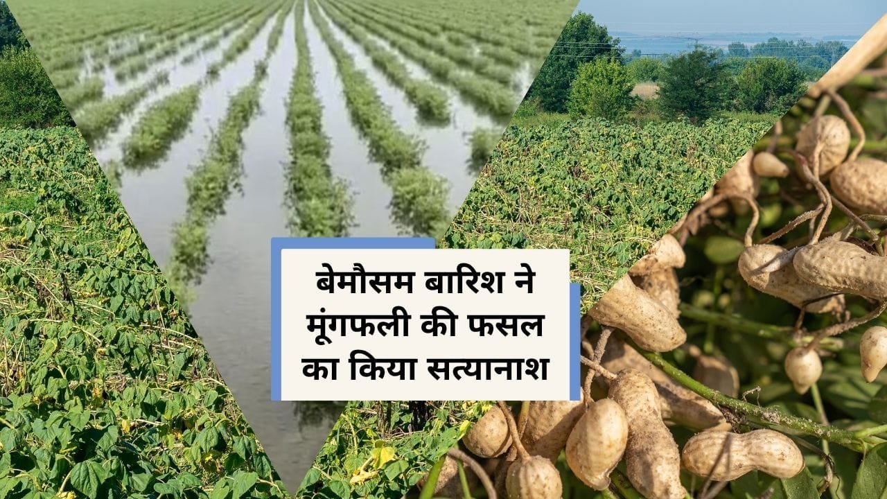 मूंगफली की फसल में कुदरत का कहर