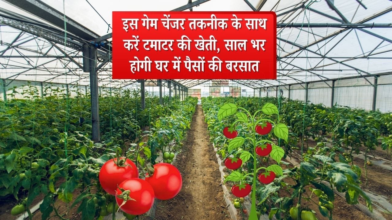 टमाटर की खेती के लिए 'IARI' की नई तकनीक