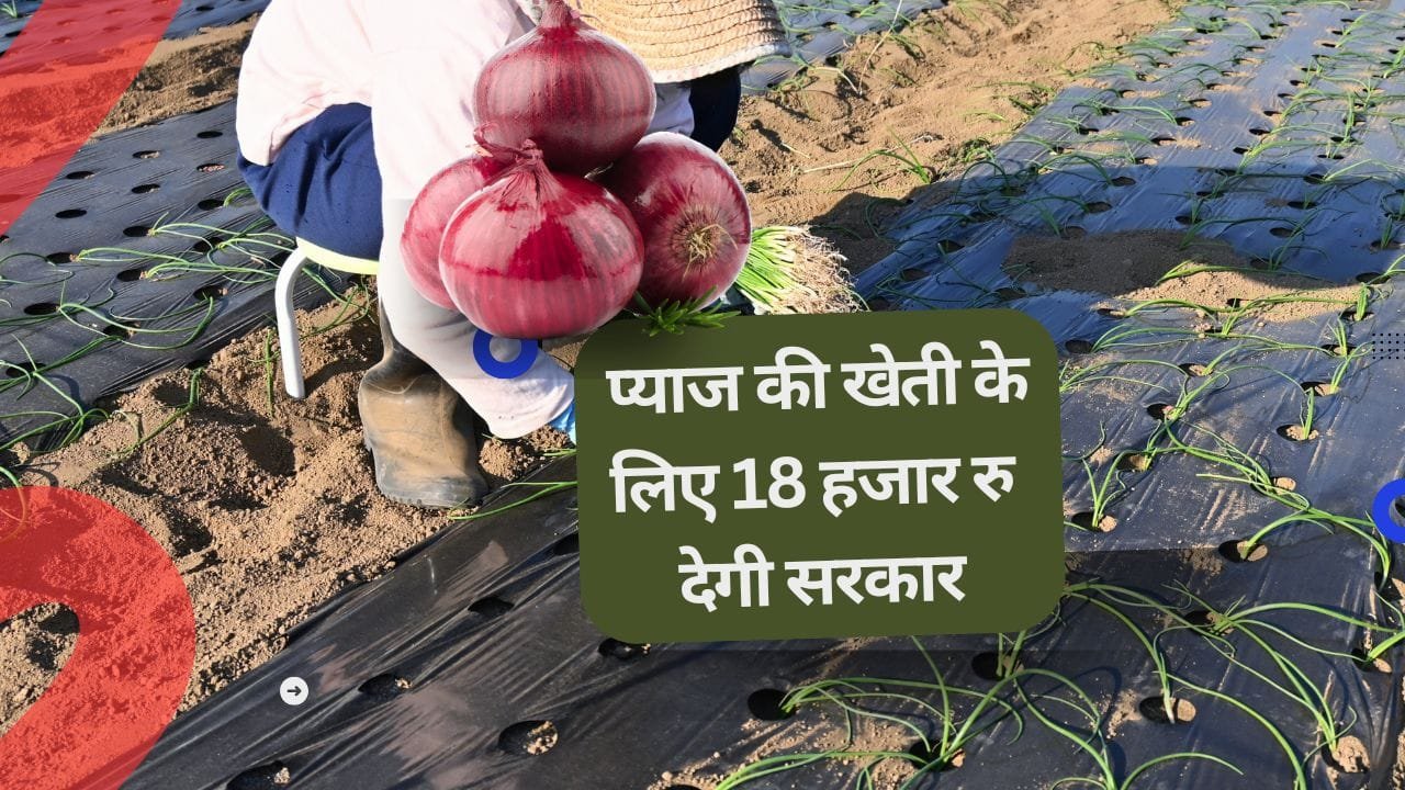 प्याज की खेती के लिए 75% अनुदान