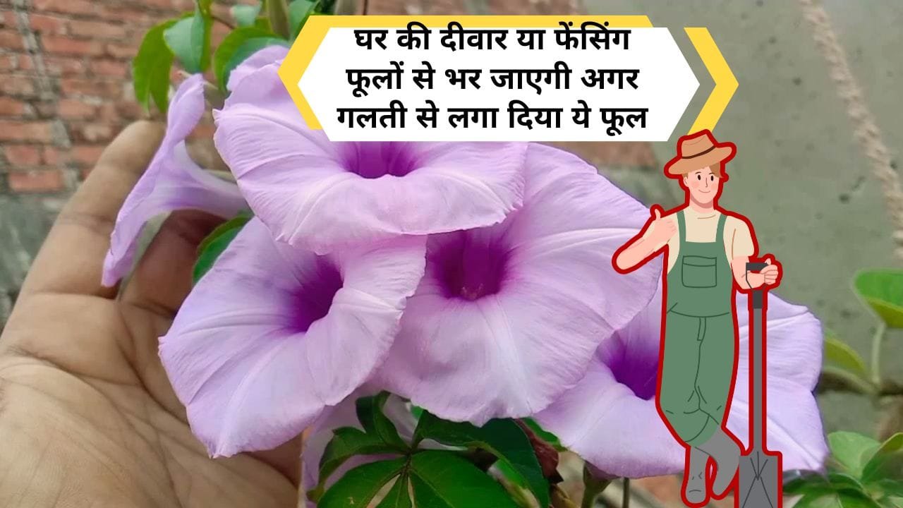 रेलवे क्रीपर फूल कैसे लगाएं