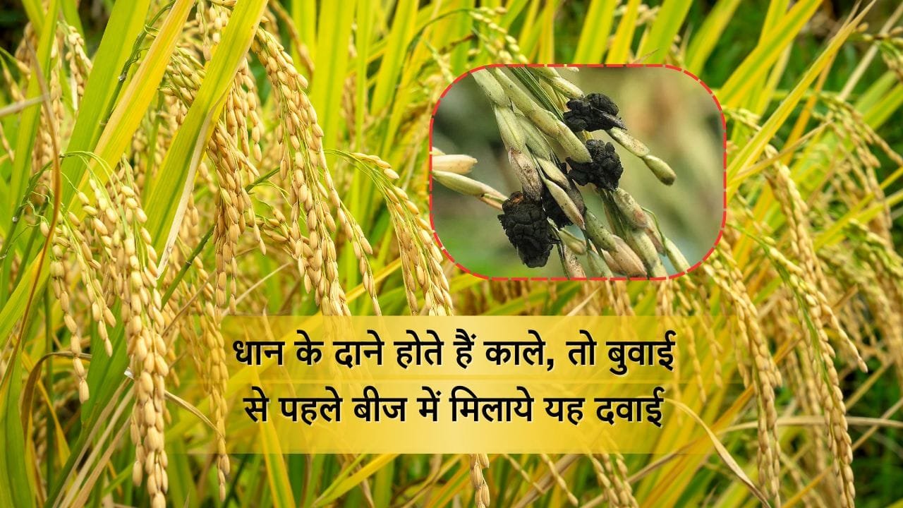 धान में लगने वाला कंडुआ रोग