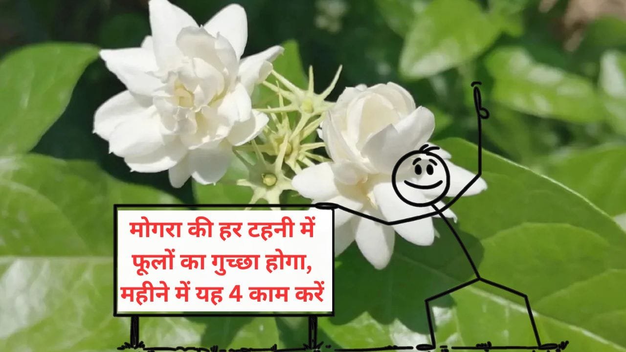 मोगरा में हर महीने डालें यह तरल खाद