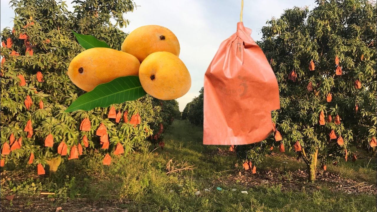 फल संरक्षण करने वाले ये बैग