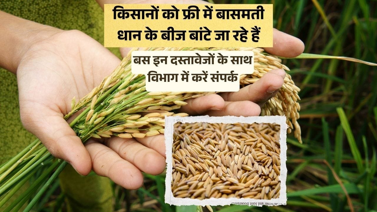 बासमती धान के बीज